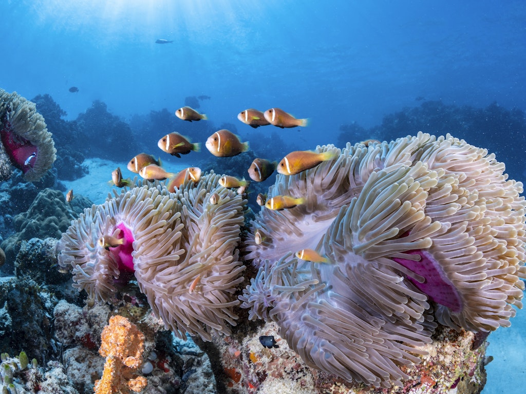 Maldivian_Clownfish_Medium-1 Maldivian_Clownfish_Medium.jpg